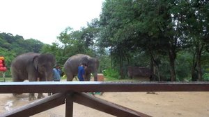 Unbelievable! Elephant kisses man's cucumber during jungle safari in Thailand!