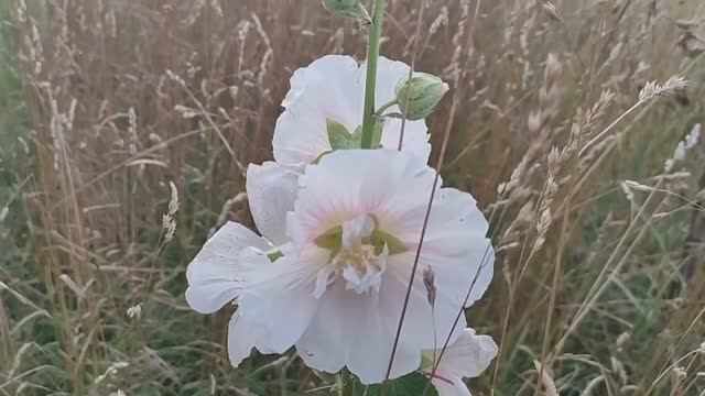 Жизнь в деревне! Гуляю в роще с внуками! Вечер у костра! смотреть онлайн