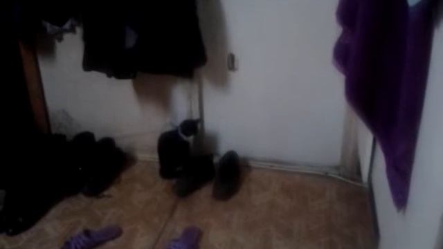 Кошка сама открывает дверь смотреть онлайн