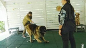 Догтренинг 653. Работают гиганты : леонбергер, берн, ховаварт. Атака Шафрана