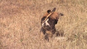African Wild Dog Alpha Pair Reproductive Behavior