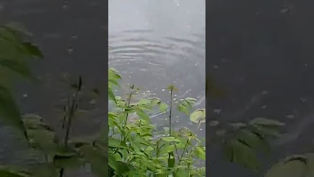 Муж поймал карпа на 9,200. смотреть онлайн