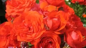Endless Love - Lionel Richie Diana Ross - Google Chrome.mp4