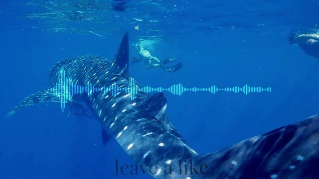 Only The Brave Run Wild смотреть онлайн