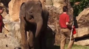 Мать-слониха не может разбудить своего крепко спящего малыша.