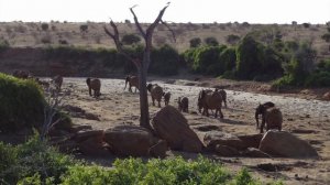 Sensational safari experience (Tsavo East - Kenya @ GALDESSA CAMP operated by DM Tours - Diani)