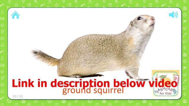 Wild Animals For Baby [16 Cards - Part 1] Wild Animals For Kids - Flashcards for Kids