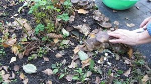 Сбор грибов Рядовка скученная в конце октября!