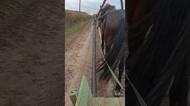 Выездка рысака в 20 км, закрепляем чему научили