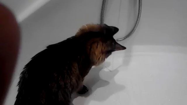 Кот любит воду смотреть онлайн