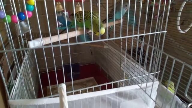 Подготовка к первому полёту попугая смотреть онлайн