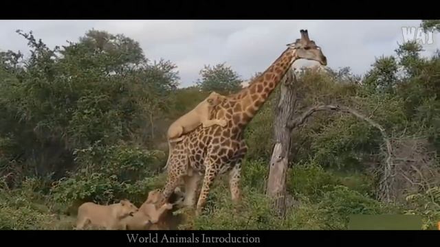 Wildlife Brave Giraffe Kick Five Lion To Save Baby A very beautiful video of animals I hope you lik смотреть онлайн