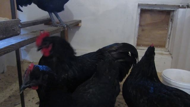 Новые породы кур в моём хозяйстве Подробная характеристика породы кур.