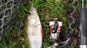 Десна. 30 сентября 2024 года, джиговая прогулка