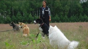 Догтренинг 640. Полевые испытания для молодых собак или как убить 3 зайцев.