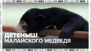 В Московском зоопарке показали детеныша малайского медведя - Москва 24