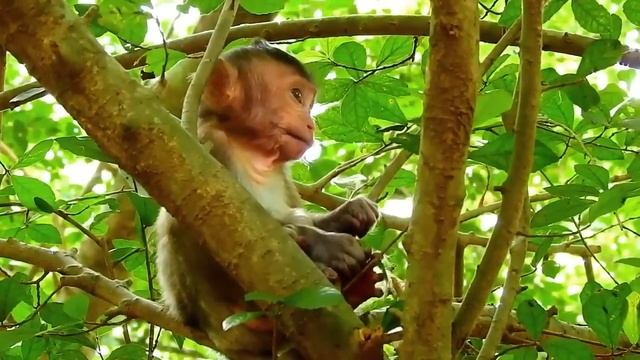 Too Brave! Mother Giraffe Uses All Means To Save Her Baby From Terrifying Attack Of Lion, Hyena смотреть онлайн