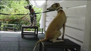 Догтренинг 658. Что делать со щенком: вместе веселей