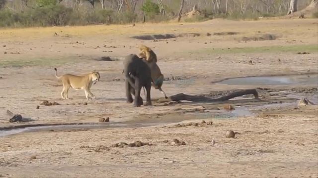 Mother Elephant Brave Battle Saving Her Calf from the Jaws of a Giant Crocodile смотреть онлайн