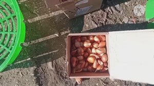 Высаживаем тюльпаны в Корзины и Кашпо. Весенний цветник по новому.