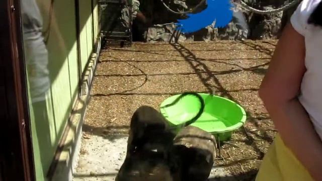 Геленжик, Сафари-парк, июль. смотреть онлайн