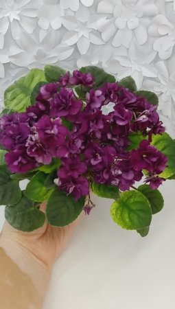 Фиалка трейлер СВ-Город Солнечногорск