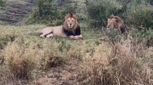 Jua Kali Male Lion Coalition of Serengeti | 31 March 2024