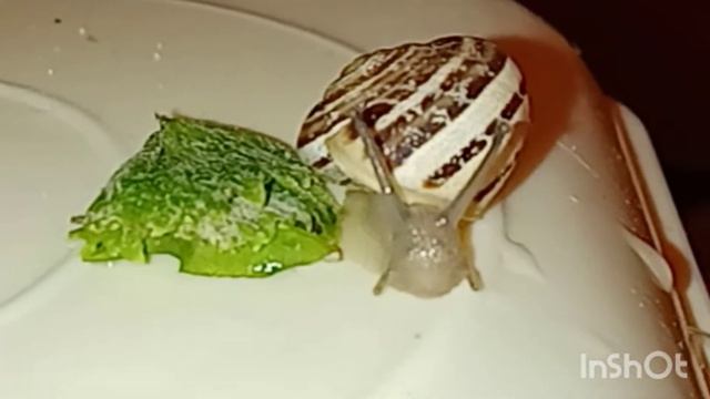 день улитки смотреть онлайн