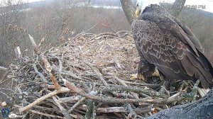 Hanover, PA Live Streaming Bald Eagle Nest Webcam   HDOnTap com — Mozilla Firefox 2023 04 03 18 39