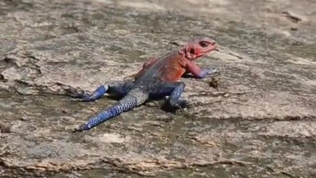 Safari Kenia 2007 смотреть онлайн