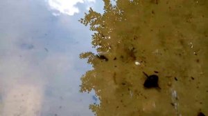 Жук-плавунец