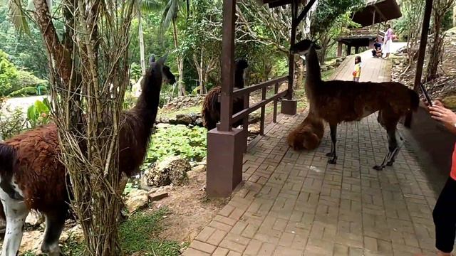 Cebu Safari Adventure Park part 4