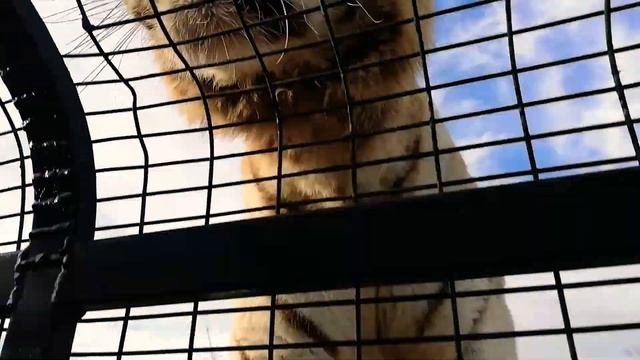 Safari Familia COTAMI parte 2 смотреть онлайн