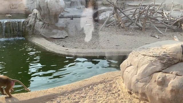 DUBAI SAFARI PARK TOUR | Dubai Safari Park Adventure