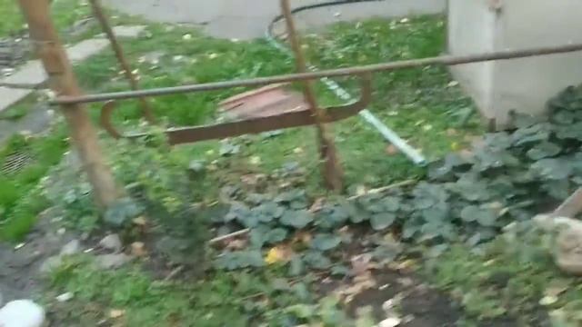 (Собака Грета ⚡ Грета Джека друзья) сегодня утром я зову Грету а она с Джеком... смотреть онлайн