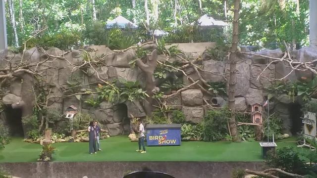 bird show at Cebu Safari Adventure Park.(amazing bird can answer basic math?)