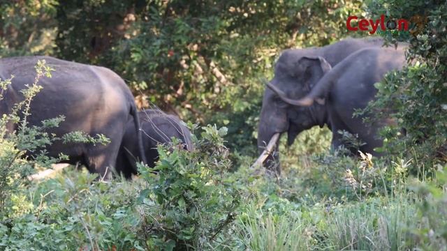 kalawewa safari with little wild traveler #kalawewa #elephants #travel#babytravel #viral #trending