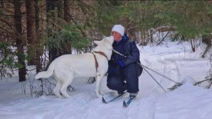 Догтренинг 687. Жаркое утро 1 января кинологов ДТ. Кто с нами?