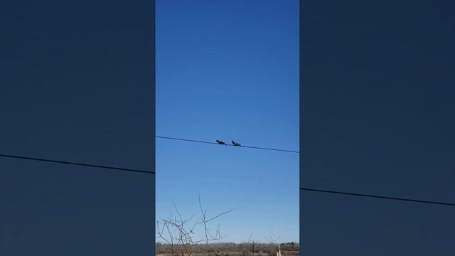 Попугаи в Аргентинской Патагонии.