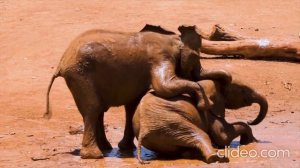 Wildlife of the Elephant | Safari Park | Nat Geo | National Geographic | Zoo Vlog | Atsha Patel Vlo