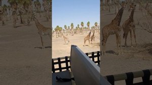 Few clips of Sharjah Safari Park