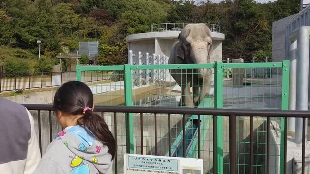 Giullia alimentando o elefante смотреть онлайн