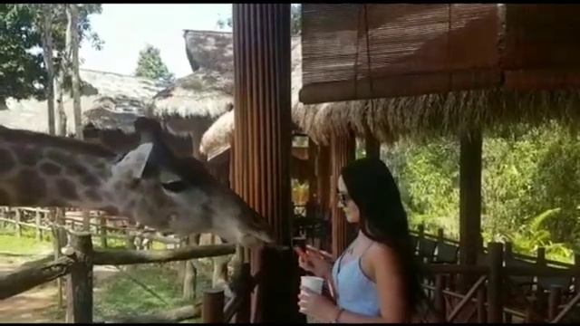 Vinpearl Safari Vietnam feeding giraffe смотреть онлайн