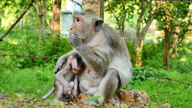 Becoming Brave Old Monkey Arina Got Frightening The Small Monkeys To Go Away When They Coming Round смотреть онлайн