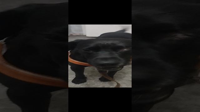 Моя Жизнь Кино @ Музей Псов