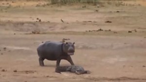 The Brave Wildebeest Parents Defeat Crocodile To Save The Baby Wildebeest Escape Death Spectacularl