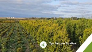 Туя Голден Брабант