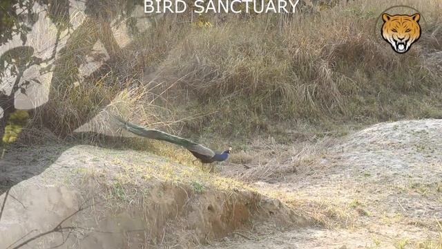 Dudhwa National Park | Eco Tourism Wildlife Sanctuary | Dudhwa Tiger Reserve - Uttar Pradesh, India
