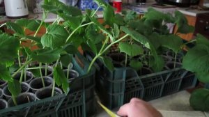 Как получить ранний  урожай огурчиков в  мае  в теплице!