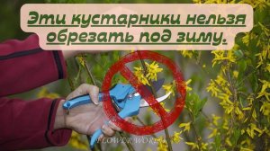 Эти кустарники нельзя обрезать под зиму.🧐💐